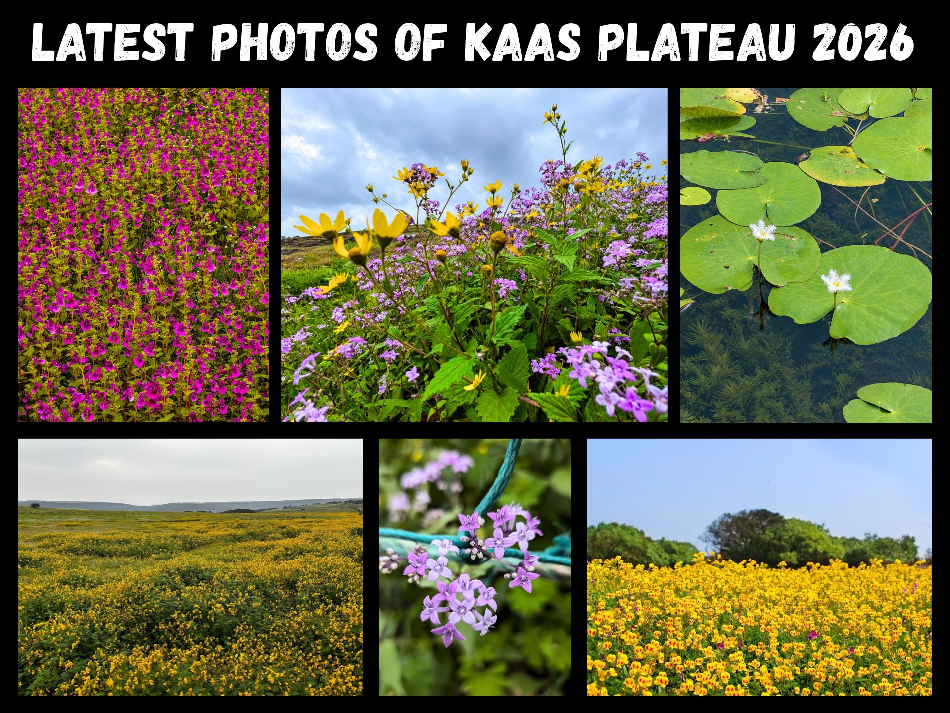 Latest Photos of Flowers at Kaas Plateau Tour by Mumbai Travel Club, Copy right www.mumbaitravelclub.com