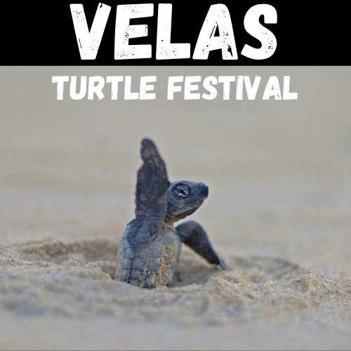 Velas Turtle Festival Tour from Mumbai By Mumbai Travel Club. Details on https://www.mumbaitravelclub.com/tours/velas-turtle-festival-tour-olive-ridley-hatching